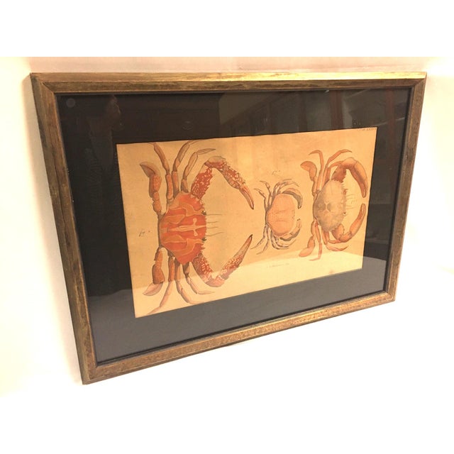 Group of Four Crustaceans Studies 1793 by f.d. Heidenreich For Sale - Image 4 of 18