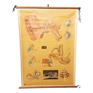 Vintage Training Poster of the Ear, 1930-1940 For Sale