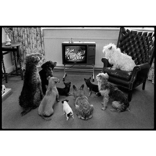 Arthur Steel: Captivated Audience, Limited Edition Photograph 24 X 20” For Sale
