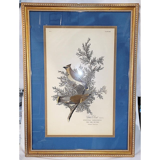 Traditional Late 19th Century John J. Aububon Bird Reproduction Print For Sale - Image 3 of 8