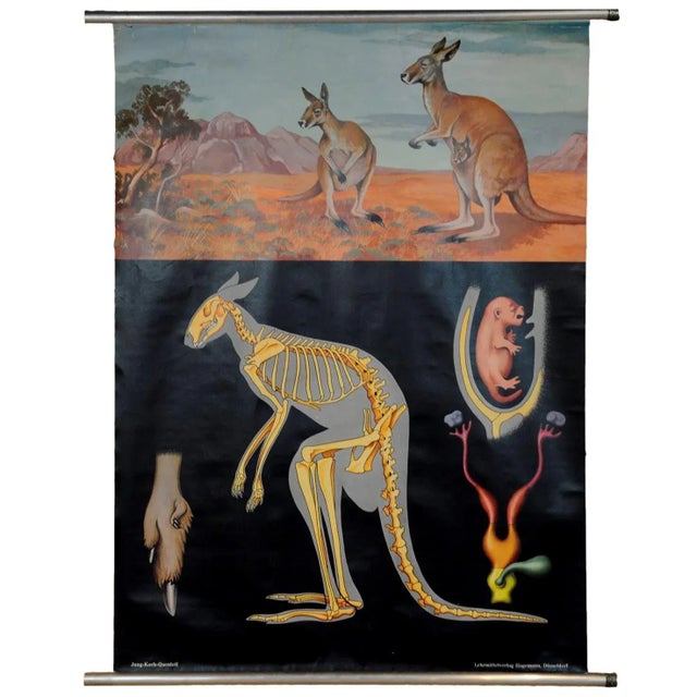 1970s Vintage Kangaroo Australian Landscape Pull Down Wall Chart by Jung Koch Quentell For Sale - Image 5 of 5