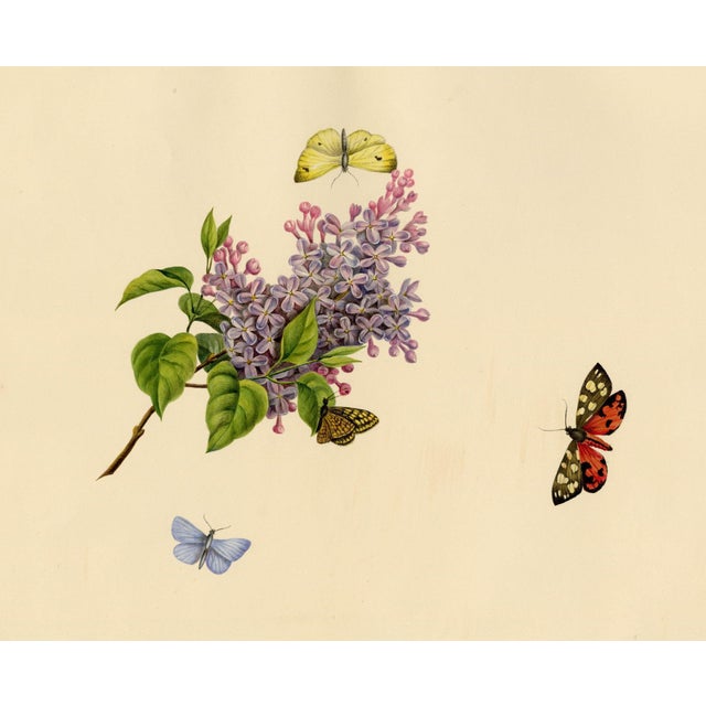 Louisa Hare, Butterflies on Lilac Flower, Watercolour For Sale - Image 7 of 7