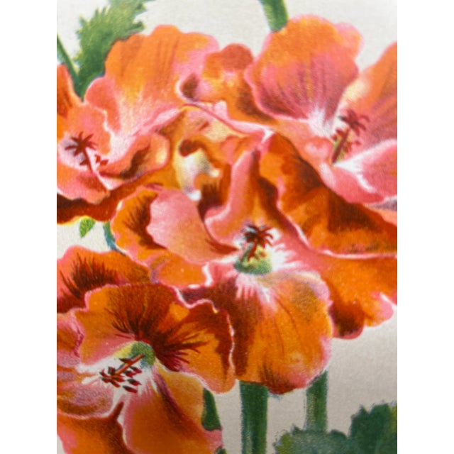 Antique Botanical Print From England Featuring a Vibrant Orangish Red Empress of India Flower With Green Foliage - Circa 1892 For Sale In Dallas - Image 6 of 10