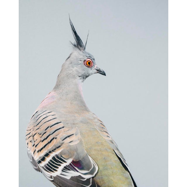 Contemporary Limited Edition Print of Crested Pigeon II For Sale