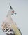 Contemporary Limited Edition Print of Crested Pigeon II For Sale