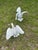 Vintage Cast Iron Swan Garden Ornaments, a Pair For Sale In Charleston - Image 6 of 11