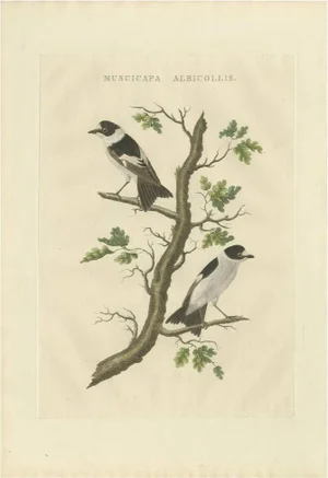 J. C. Sepp, M. Houttuyn & C. Nozeman, Bird Illustration of the Collared Flycatcher, 1829, Print