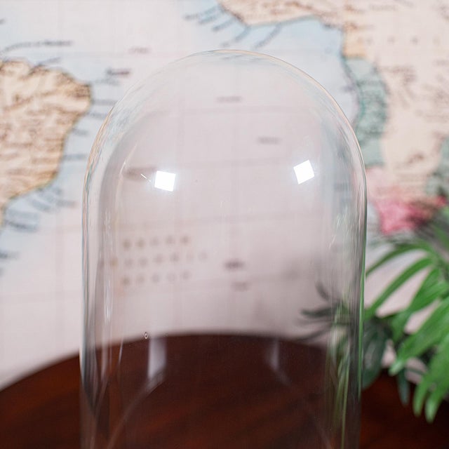 Antique Victorian Display Dome, English, Glass, Taxidermy Showcase, Collectors For Sale - Image 6 of 10