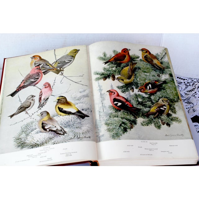 A Flight of 3 Elegant Bird Books – Audubon, Fuentes, Peterson –Oversized Illustrated Ornithology Editions For Sale - Image 13 of 15