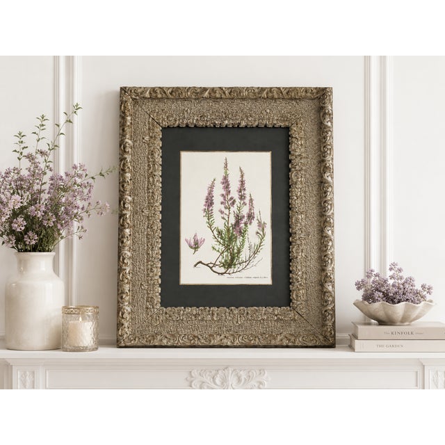 A striking antique Victorian frame featuring a French botanical print titled “Callune Vulgaire” (Calluna vulgaris), more...