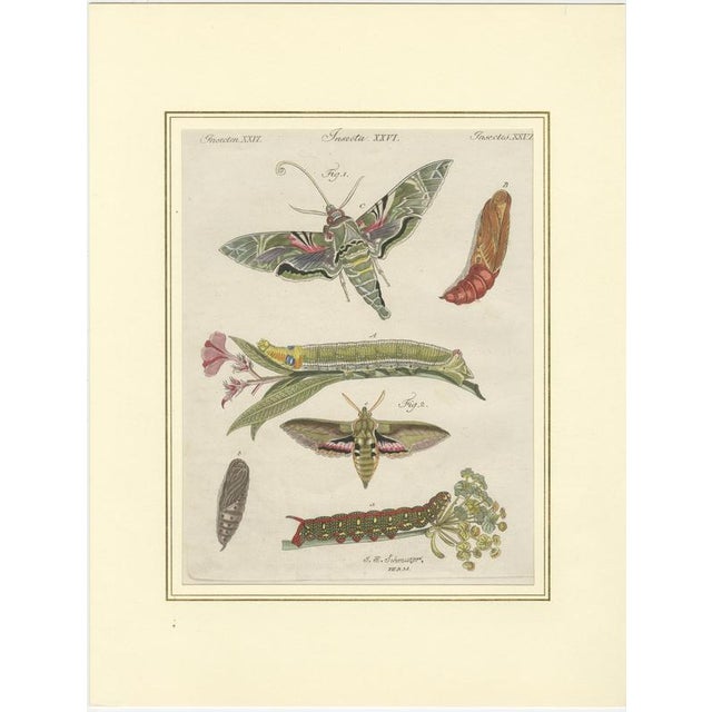 Early 19th Century Bertuch, Hawk Moth Life Cycle, 1810, Engravings, Set of 2 For Sale - Image 5 of 14