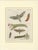 Early 19th Century Bertuch, Hawk Moth Life Cycle, 1810, Engravings, Set of 2 For Sale - Image 5 of 14