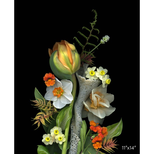 'Tulip and Eroded Shell Medley' contrasts the beauty of a pastel colored budding Tulip with that of a well worn and sun...