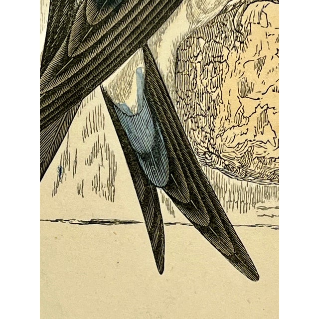Cream Antique Hand Tinted Bird Print From England Featuring a Blue & White Martin - Circa 1880 For Sale - Image 8 of 11