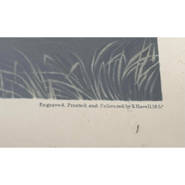 Antique Audubon Print by K. Havell 1837 For Sale - Image 9 of 10