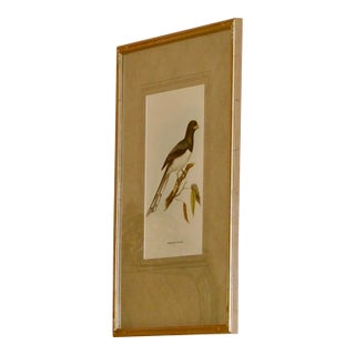 1960s Reproduction John Gould “Trogon Gigas” Hand-Colored Lithograph For Sale