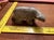 2000s Carved Soap Stone Bear by Ben Saclamana, Signed, Inuit, Alaska. Soapstone. For Sale In Seattle - Image 6 of 8