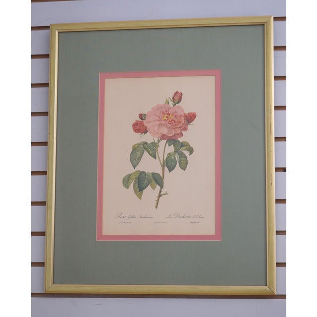 1900s Set of 6 Rose Engraving Prints Artwork For Sale - Image 4 of 18
