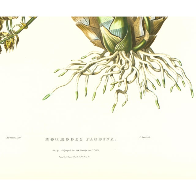 Realism Large 1973 Orchid Flower Lithograph "Mormodes Pardina" (Leopard-Like Mormodes) After James Bateman For Sale - Image 3 of 7