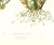 Realism Large 1973 Orchid Flower Lithograph "Mormodes Pardina" (Leopard-Like Mormodes) After James Bateman For Sale - Image 3 of 7