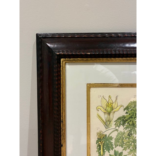 Trowbridge Framed Tropical Botanical Fruit Print – Papaya, Breadfruit & Avocado For Sale - Image 4 of 7