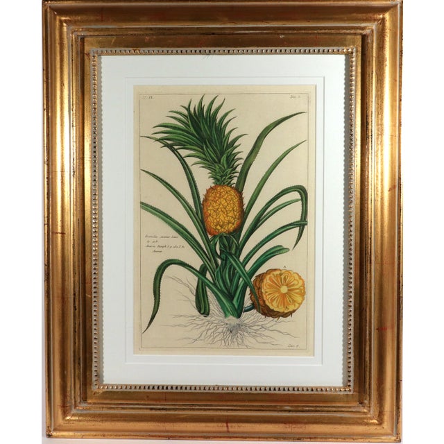 Green Botanical Hand-Colored Engraving of a Pineapple, Georg Eberhard Rumphius 1741–1750) For Sale - Image 8 of 8