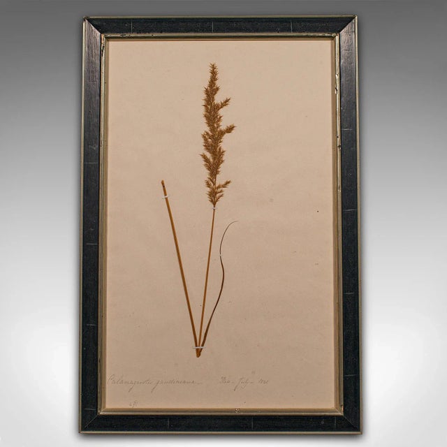 Wood 1850's Victorian Set of 6 Antique Framed Botanist's Specimens For Sale - Image 7 of 11