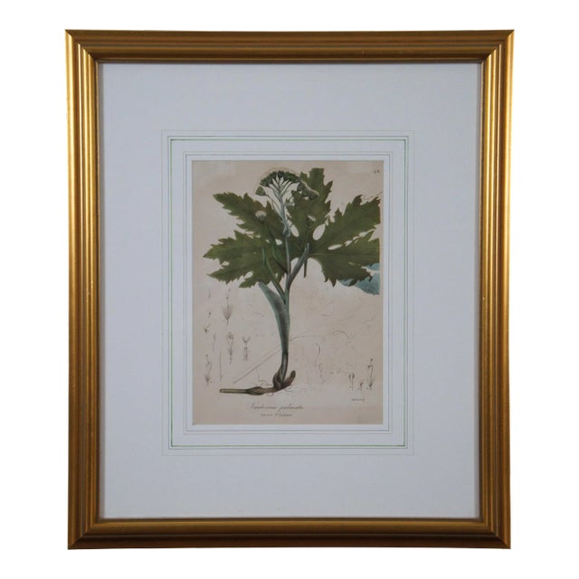 Antique Endicotts Sweet Coltsfoot Nardosmia Palmata Botanical Lithograph Print For Sale