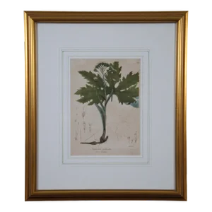 Antique Endicotts Sweet Coltsfoot Nardosmia Palmata Botanical Lithograph Print