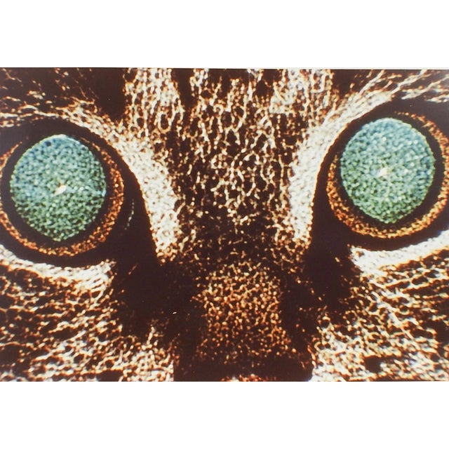 Mid-Century Modern Vintage Abstract Cat Eyes Richard Bray Photograph For Sale - Image 3 of 4