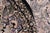 Black Shabby Chic Pak-Persian Black/Gray Wool Round Rug- 8'10'' X 9'0'' For Sale - Image 8 of 9