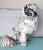 Cutest little black and white Pekingese chalkware dog, retains some of his original paint. There are small initial...