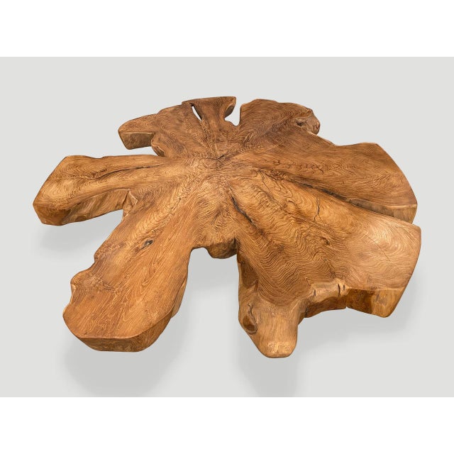 Andrianna Shamaris Organic Teak Wood Root Coffee Table For Sale - Image 13 of 18