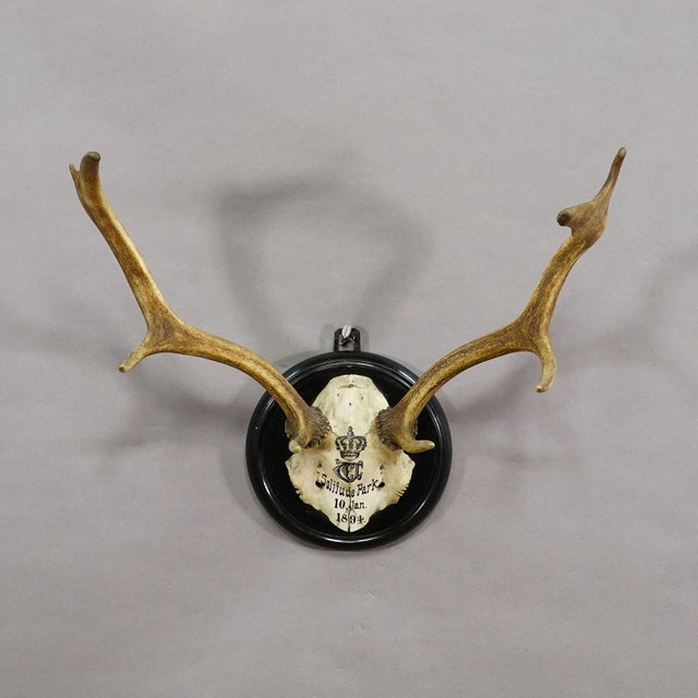 Rustic European Black Forest Fallow Deer Trophy From Salem Germany, Solitude Park 1894 For Sale - Image 3 of 7