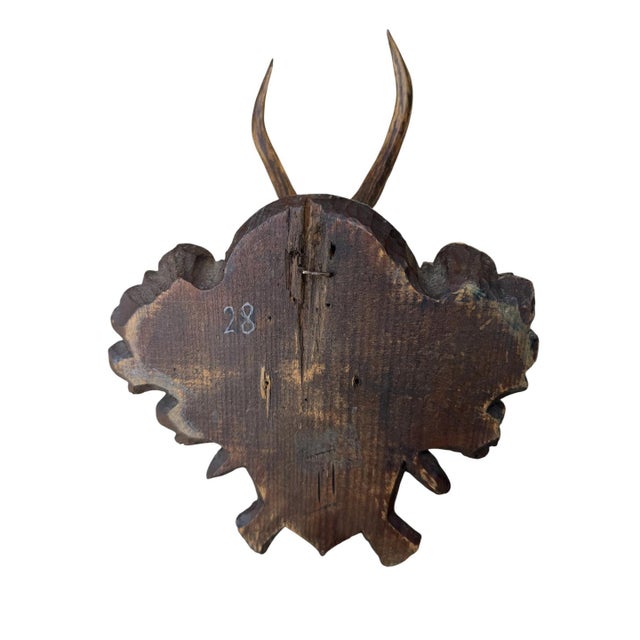 1900 - 1909 Roe Deer Trophy 149 Black Forest Antlers For Sale - Image 5 of 5