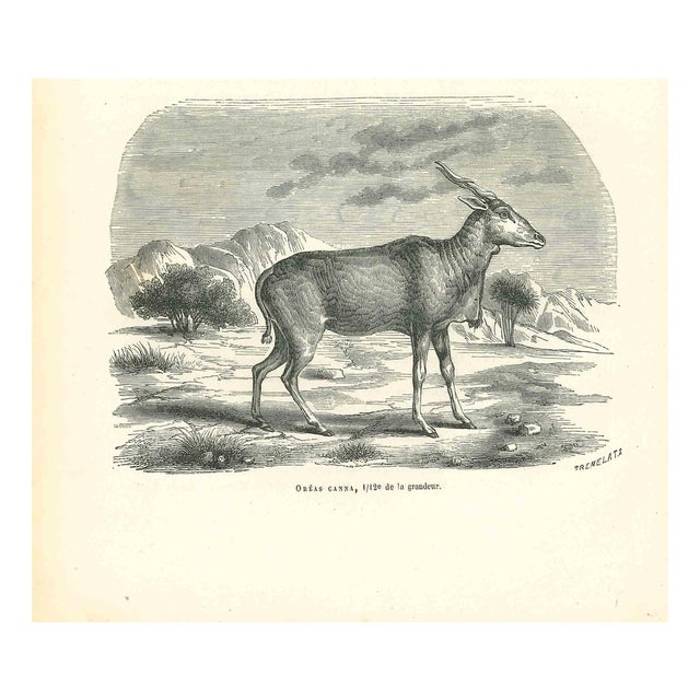 Paul Gervais, The Antelope, 1854, Lithograph For Sale