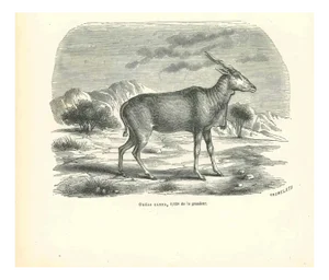 Paul Gervais, The Antelope, 1854, Lithograph