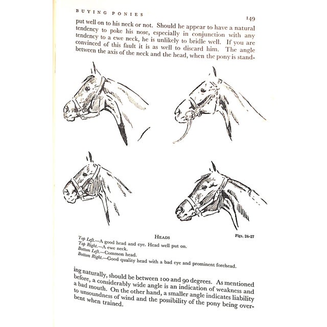 1930s "Polo" 1936 the Earl of Kimberley For Sale - Image 5 of 12