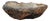 Petrified Coral Bowl by Xyleia Petrified Wood For Sale