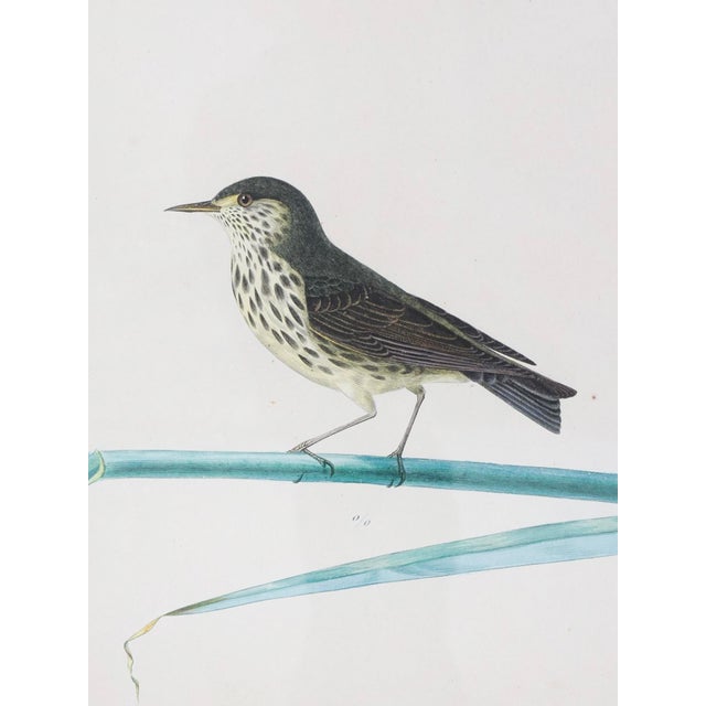 French 19th Century Engravings of Birds - A Set of 3 For Sale - Image 3 of 9