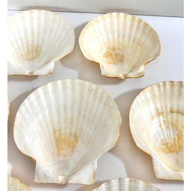 Antique White Vintage Natural Scallop Shell Serving Dishes, Coastal Set of 7 For Sale - Image 8 of 12