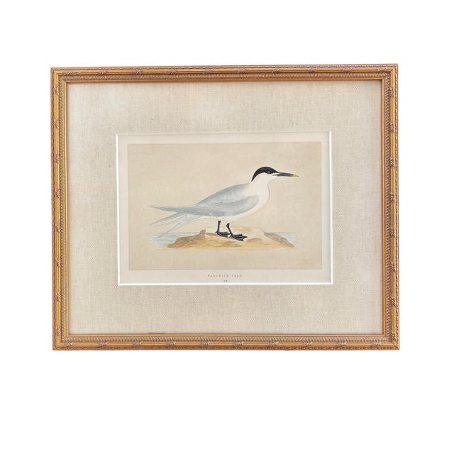 Illustration Antique Lydon Morris Hand Colored Seabird Ornithological Prints Framed Set of 3 Circa 1880 For Sale - Image 3 of 12