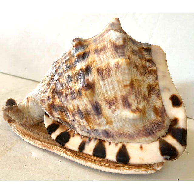 Nautical Large Striped Seashell For Sale - Image 3 of 9