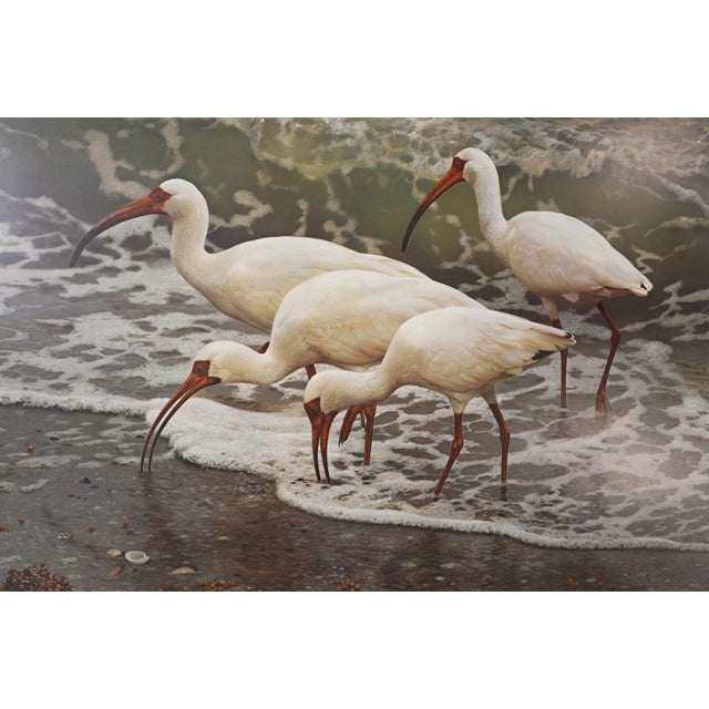 Realism Carl Brenders "Shoreline Quartet - White Ibis" Signed Limited Edition Print, 1990 For Sale - Image 3 of 11