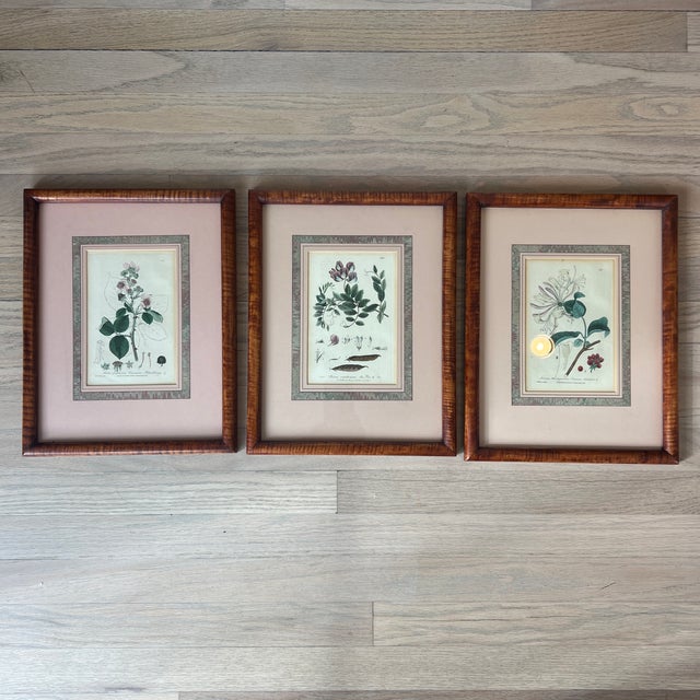 Antique 1837 English Botanical Framed Prints- Set of 3 For Sale - Image 4 of 12