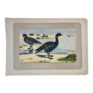 1907 French Photogravure Print of Brant Geese - For Sale