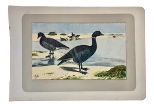 1907 French Photogravure Print of Brant Geese