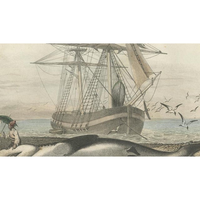 After Édouard Traviès, Le Requin (Shark), 1840, Hand-Colored Engraving For Sale - Image 6 of 10