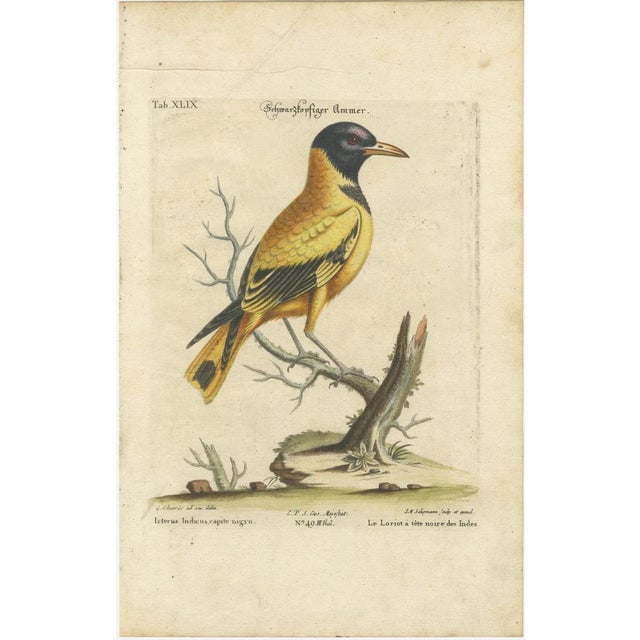 Johann Seligmann, Hand-Colored Engraving of the Black-Headed Oriole, 1800s, Print For Sale - Image 6 of 7