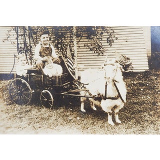 Studebaker Goat Cart & Patriotic American Flag Photograph For Sale